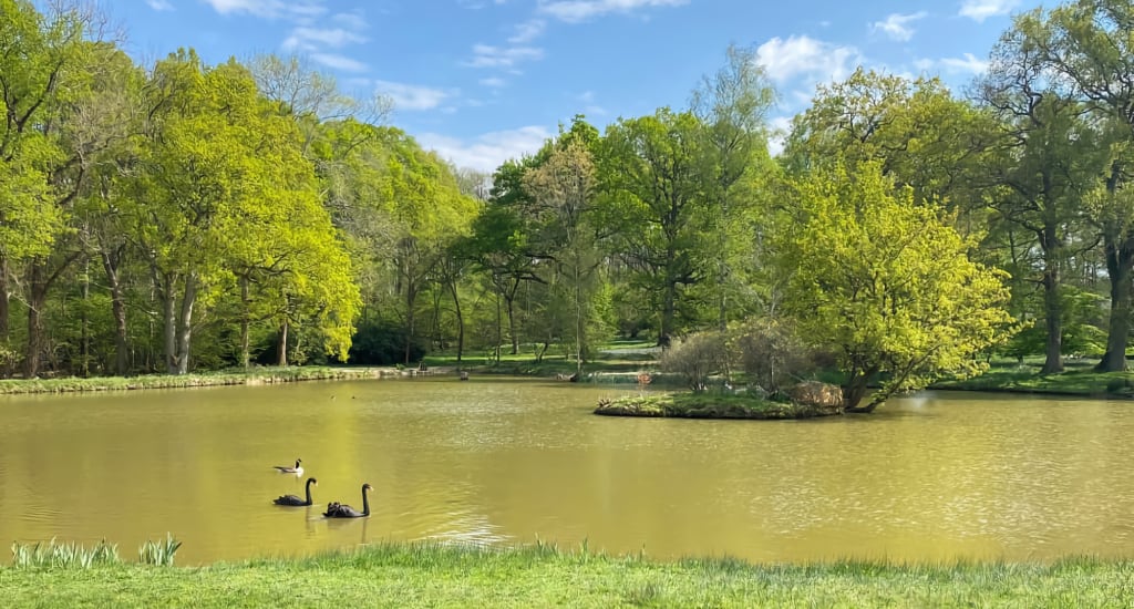 geese_on_lake